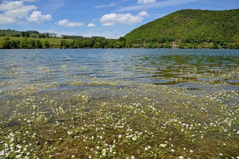 View over the Diemelsee with water crowfoot