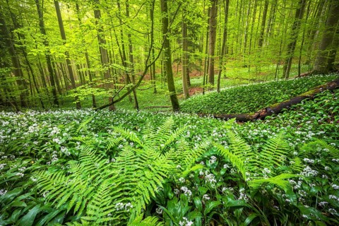 Blooming ramson