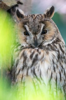 Long-eared owl