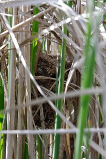 Savi's warbler