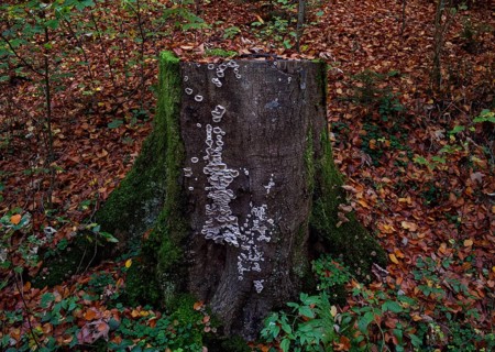 Tree stump with tree fungus in autumn