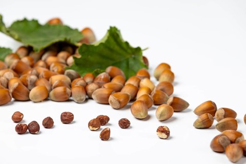 Hazelnuts in and without shell and hazelnut bush leaves