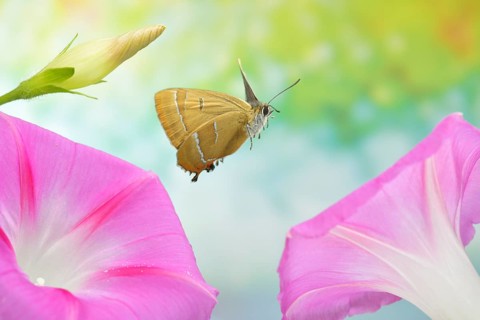 Brown hairstreak