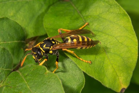 French field wasp
