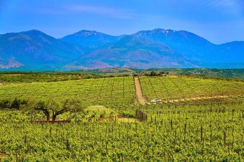 Beautiful landscape with vineyards and distant mountains