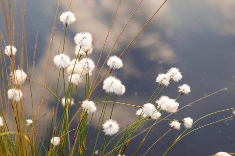 Hare's-tail cottongrass