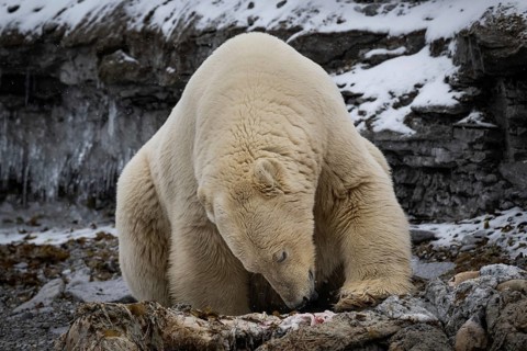 Scavenging polar bear
