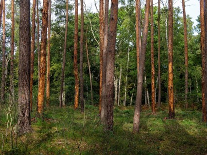 Bark beetle in pine forest