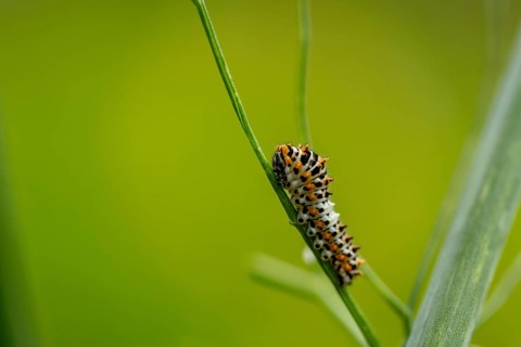 Young swallowtail