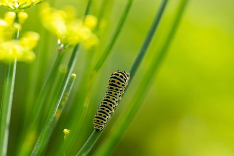 Swallowtail