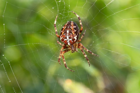 European garden spider