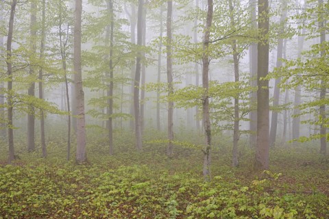 Deciduous forest with natural regeneration in spring with fog