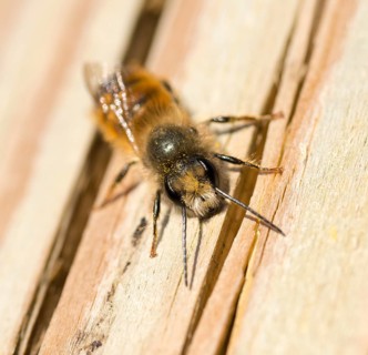 Red mason bee