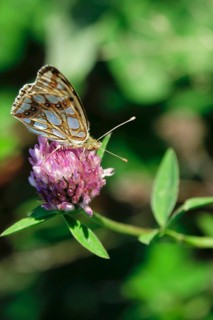 Queen of spain fritillary