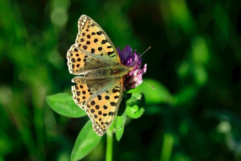 Queen of spain fritillary