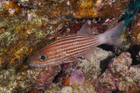 Largetoothed cardinalfish