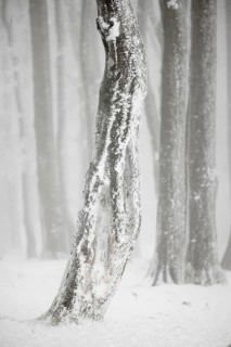 Winter beech forest with hoarfrost on the trees and fog on Mount Kandel