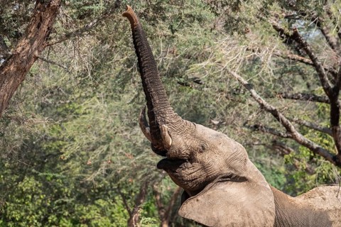 Elephant