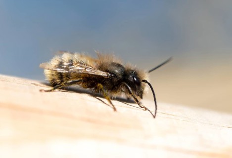 Red mason bee