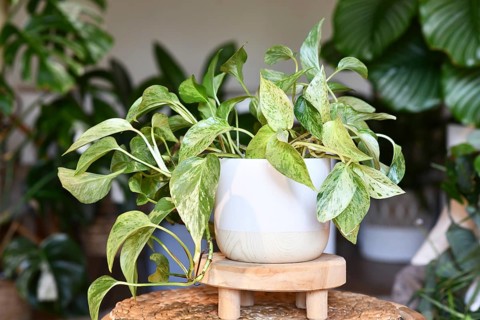 Tropical 'Epipremnum Aureum Marble Queen' pothos houseplant with white variegation in flower pot on table
