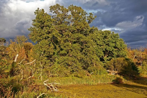 Autumn atmosphere at an oxbow lake in the floodplain forest