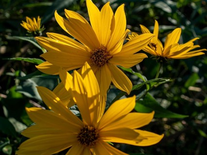 Jerusalem artichoke