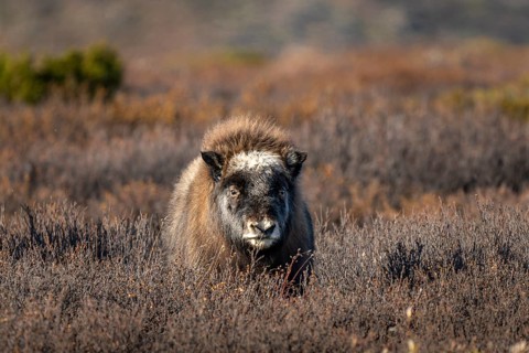 Musk oxen
