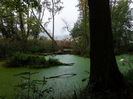 Green pond with duckweeds