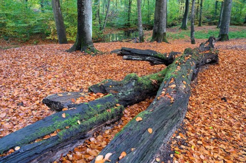 Beech forest in autumn