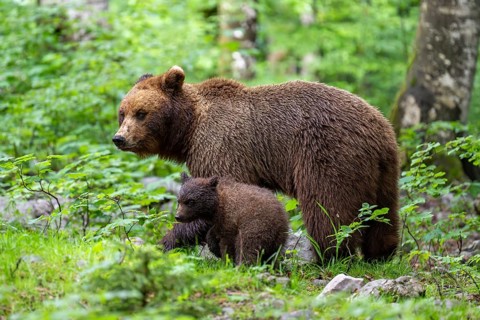 European brown bear