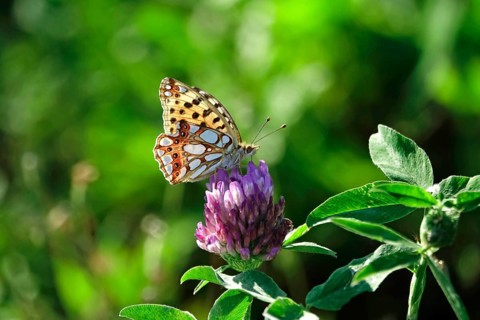 Queen of spain fritillary