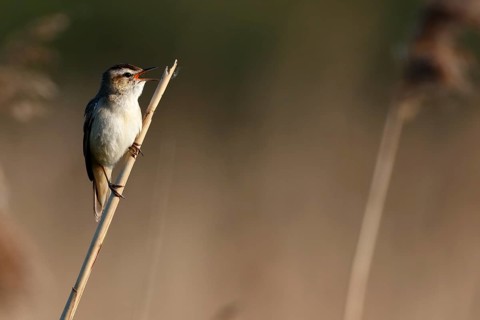 Sedge warbler