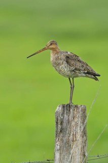 Black-tailed Godwit