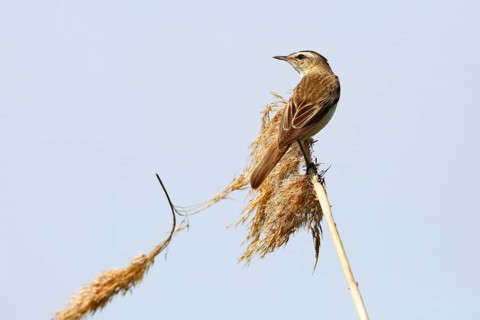 Sedge warbler