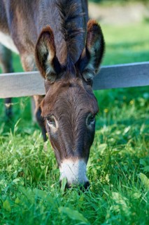 Donkey