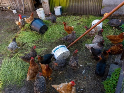 Free-range chickens and green grass in small farm