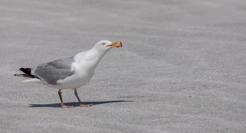 European herring gull