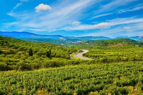 Beautiful landscape with vineyards and distant mountains