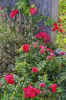 Gravestone with roses