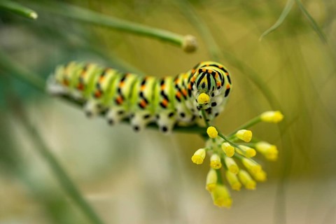 Swallowtail