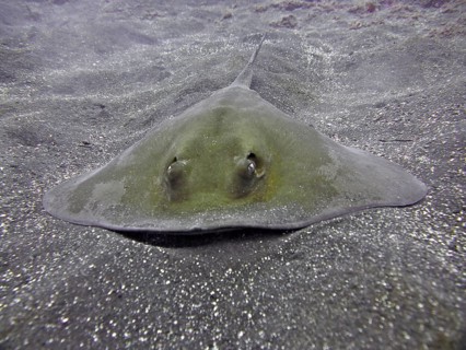 Common stingray