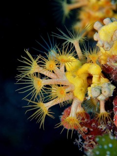 Yellow cluster anemone