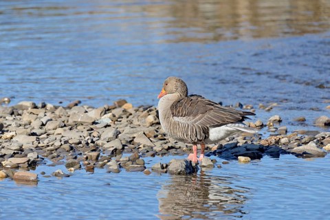 Greylag goose