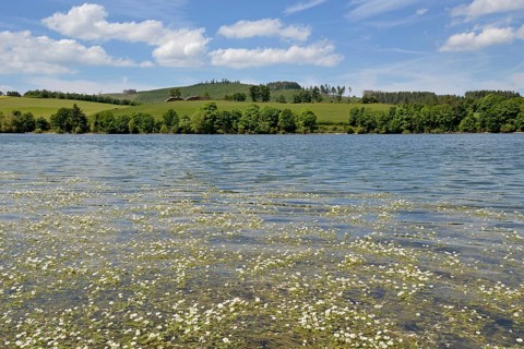View over the Diemelsee with water crowfoot