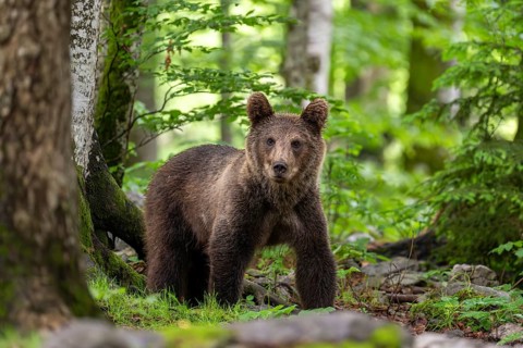 European brown bear