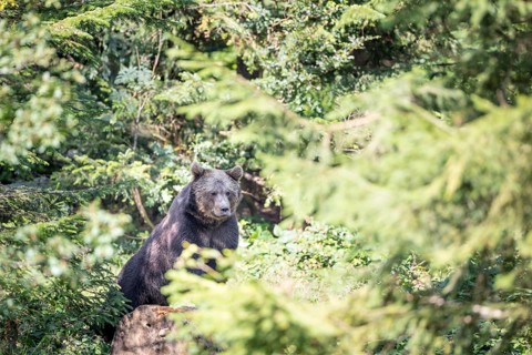 Brown bear in the animal enclosure