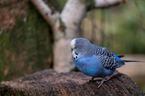 Budgie