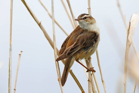 Sedge warbler