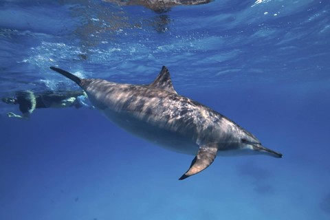 Spinner dolphin
