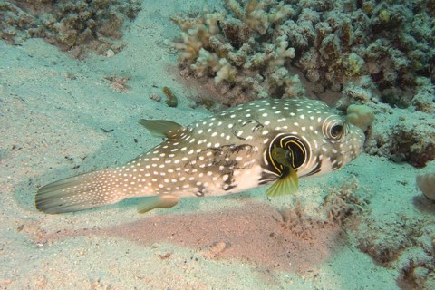 White-spotted puffer